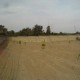 Khavaran cemetery